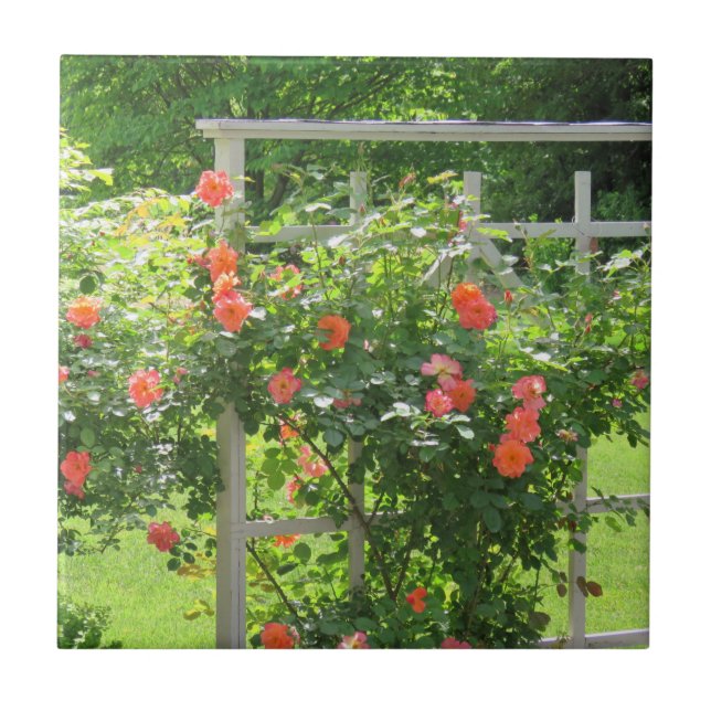 Cerâmica Azulejo Rosa de Coral Ocidental (Frente)