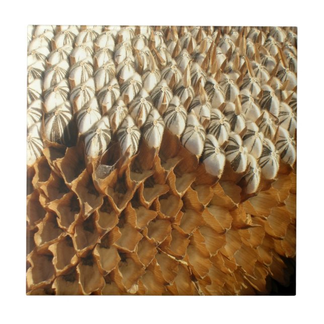 Cerâmica Azulejo - sementes de girassol (Frente)