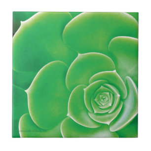 Cerâmica Azulejo - Succulent verde de florescência