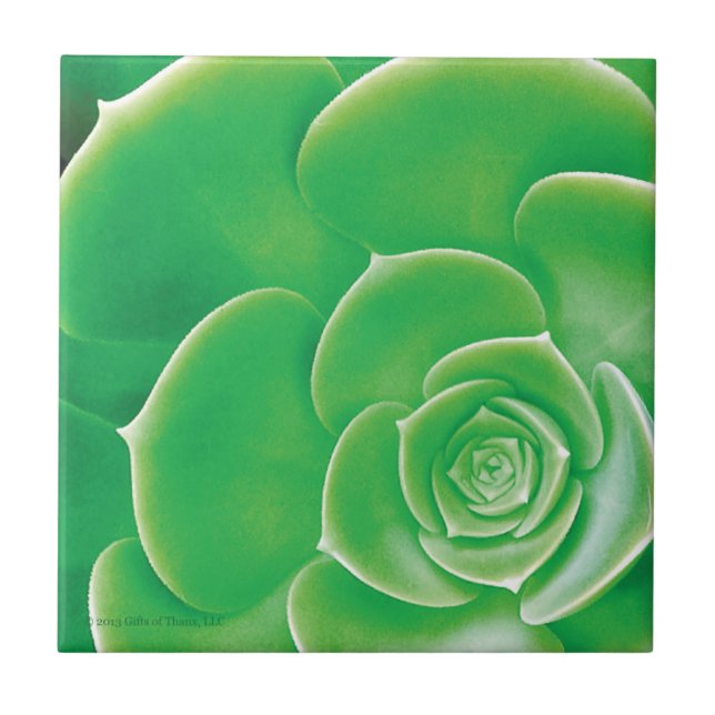 Cerâmica Azulejo - Succulent verde de florescência (Frente)