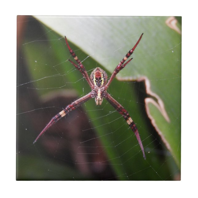 Cerâmica Azulejo transversal da aranha de St Andrew (Frente)