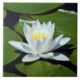 Cerâmica Azulejo Trivet do Água-lírio de Lotus branco