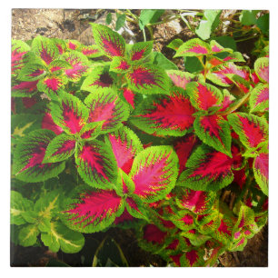 Cerâmica Azulejo Tropical de Flor Verde Rosa