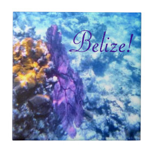 Cerâmica Belize! Azulejo roxo do fã de mar