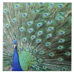 Cerâmica Belo Azulejo de Arte Peacock