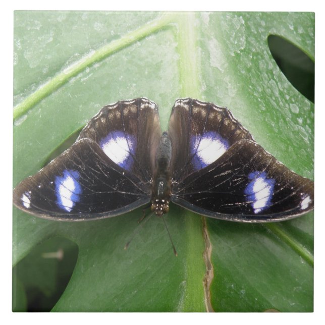 Cerâmica Belo Azulejo de borboleta azul (Frente)