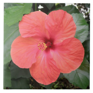 Cerâmica Belo Azulejo de Flor Laranja Hibiscus