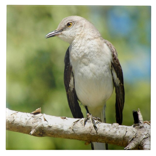 Cerâmica Belo Azulejo de pássaro Mockingbird (Frente)
