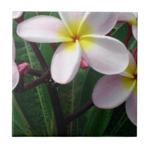 Cerâmica Belo Azulejo de Plumeria Rosa e Amarelo
