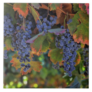 Cerâmica Belo e Colorido Azulejo de Arte Vineyard