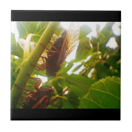 Cerâmica Bloquear Entradas de Azulejo do País