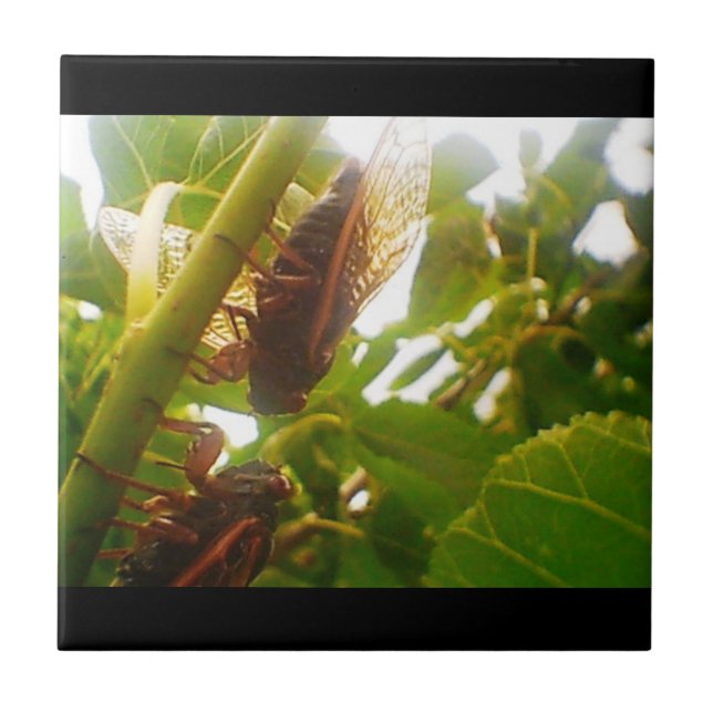 Cerâmica Bloquear Entradas de Azulejo do País (Frente)