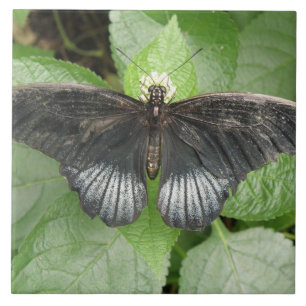 Cerâmica Bonito borboleta tropical e Azulejo de flores