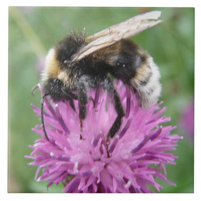 Cerâmica Bumblebee num Azulejo de Thistle (Frente)