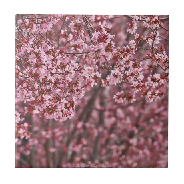 Cerâmica Camadas de Azulejo cor-de-rosa de cereja japonesa (Frente)