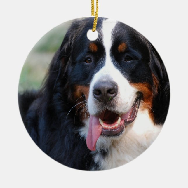 Cerâmica Cão de montanha de Bernese com os ornamento (Frente)