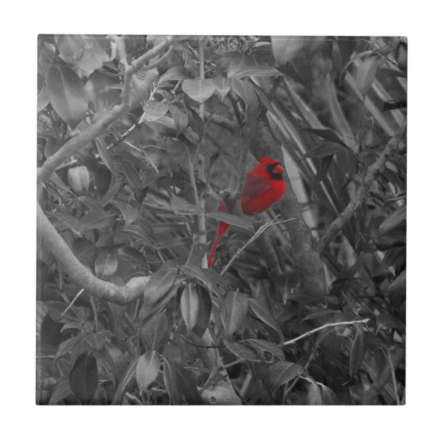 Cerâmica Cardeal em um azulejo de árvore (Frente)