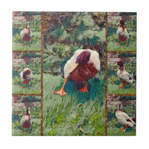 Cerâmica Colagem de Fotos de Pato Entediado, Azulejo Cerâmi
