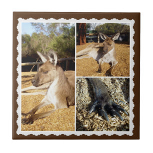 Cerâmica Colagem de Imagens de Kangaroo, Azulejo de Cerâmic