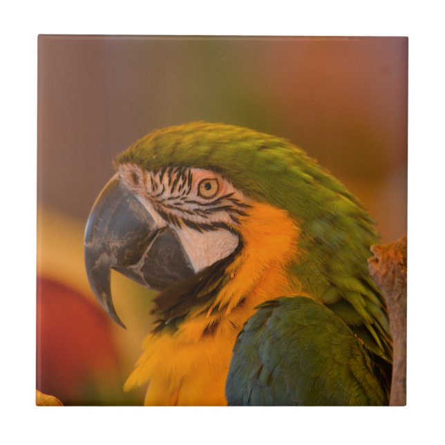 Cerâmica Colorir Azulejo de Papagaio (Frente)