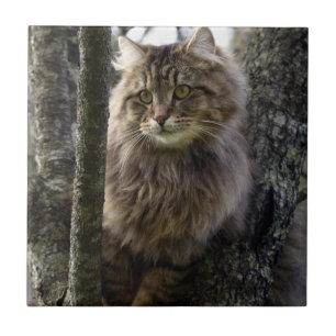 Cerâmica Comprimido de cabelo longo, Azulejo de gatos e ani