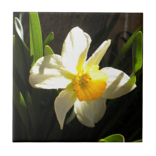 Cerâmica Daffodil no Azulejo de Daybreak