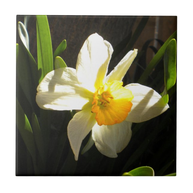 Cerâmica Daffodil no Azulejo de Daybreak (Frente)