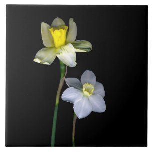 Cerâmica Daffodils Grande (6" X 6") Azulejo de Fotografia C