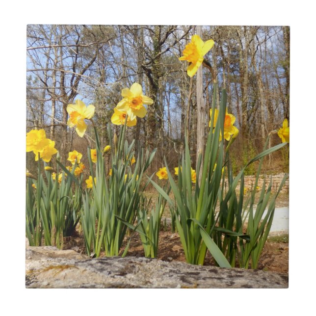 Cerâmica Daffodils no Azulejo de Fotos Cerâmicas de Páscoa (Frente)