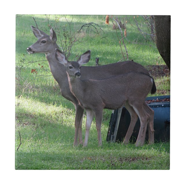 Cerâmica Dois Azulejo cerâmico de veado negro (Frente)