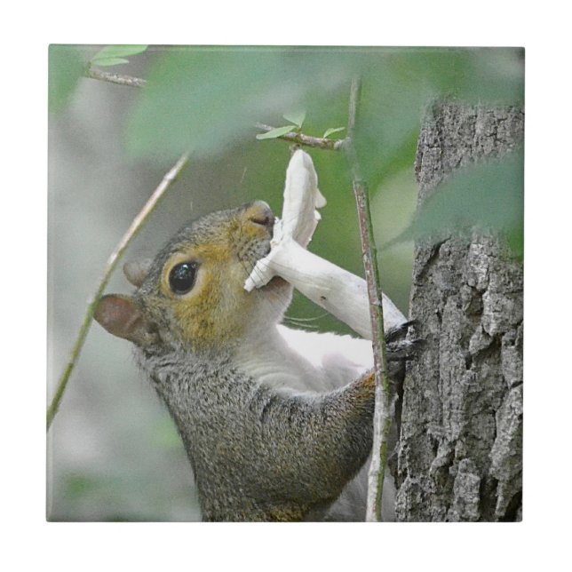 Cerâmica Esquilo com Azulejo de cogumelo (Frente)
