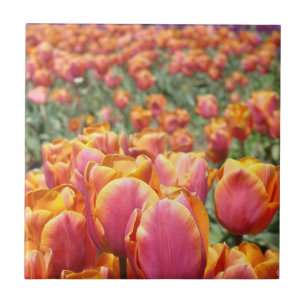 Cerâmica Festival de Flores de Tulipa Campo Arte de Azulejo