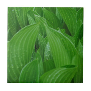 Cerâmica Folhas do Hosta com azulejo dos pingos de chuva