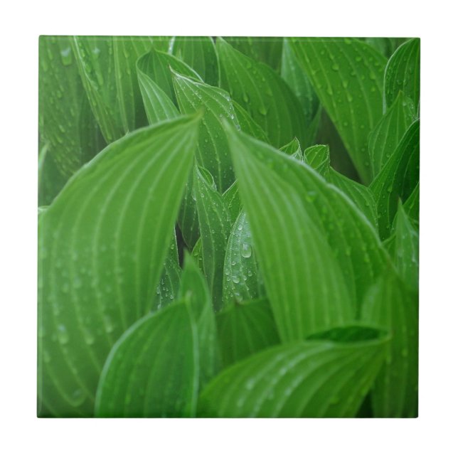 Cerâmica Folhas do Hosta com azulejo dos pingos de chuva (Frente)