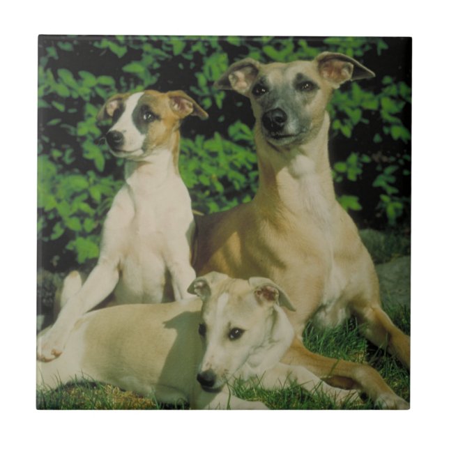 Cerâmica Galgo e azulejo dos filhotes de cachorro (Frente)