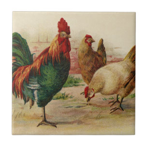 Cerâmica Galo e azulejo de decoração para galinhas