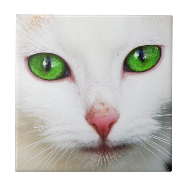 Cerâmica Gato com Azulejo de Olhos Verdes (Frente)