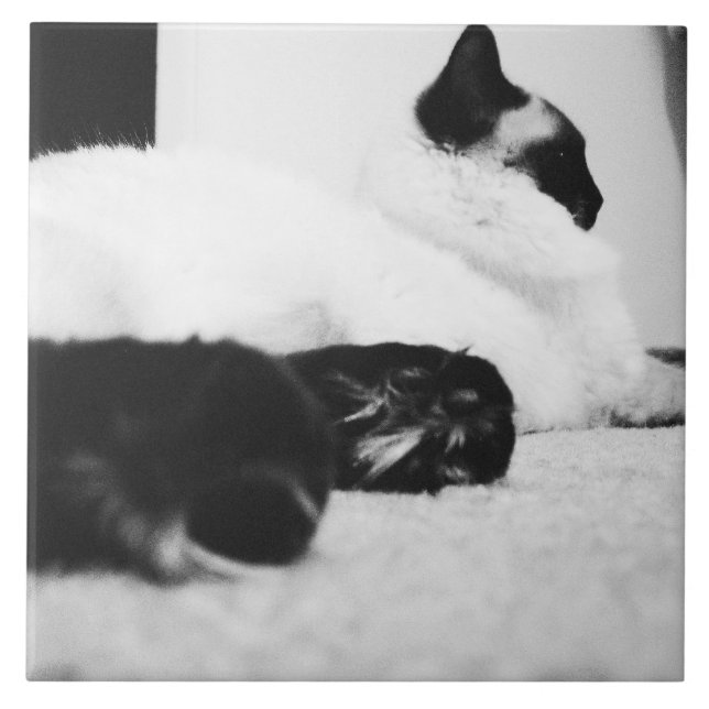 Cerâmica Gato preto & branco 1962 do azulejo de Ragdoll (Frente)