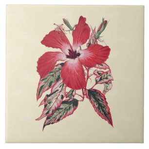 Cerâmica Hibiscus vermelho no azulejo tropical de creme 6x6