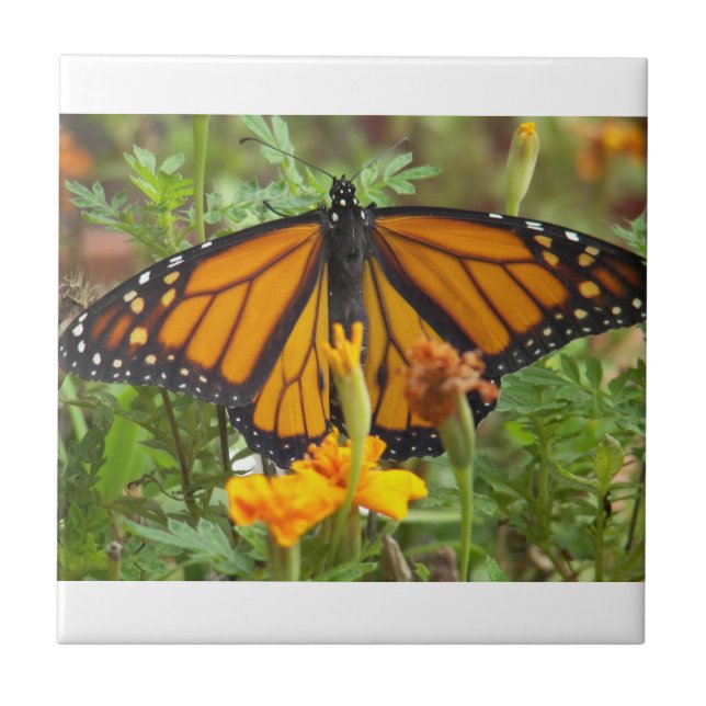 Cerâmica Meu azulejo de Borboleta Monarch (Frente)