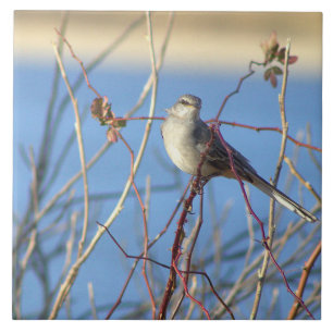 Cerâmica Norte Mockingbird - Azulejo de fotos
