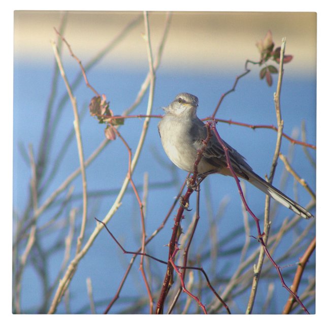 Cerâmica Norte Mockingbird - Azulejo de fotos (Frente)