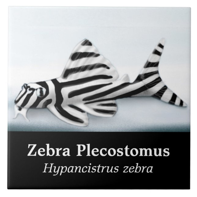 Cerâmica O azulejo dos peixes de Plecostomus da zebra (Frente)