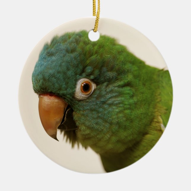 Cerâmica ornamento Azul-coroado de Conure (Frente)