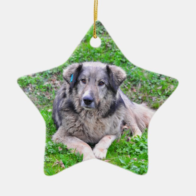 Cerâmica Ornamento da estrela de cão (Frente)