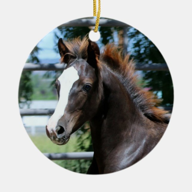 Cerâmica Ornamento de Bebê Morgan Horse (Frente)
