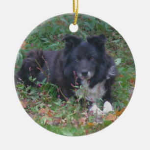 Cerâmica Ornamento de Cachorro de Collie Cute de Borda Negr