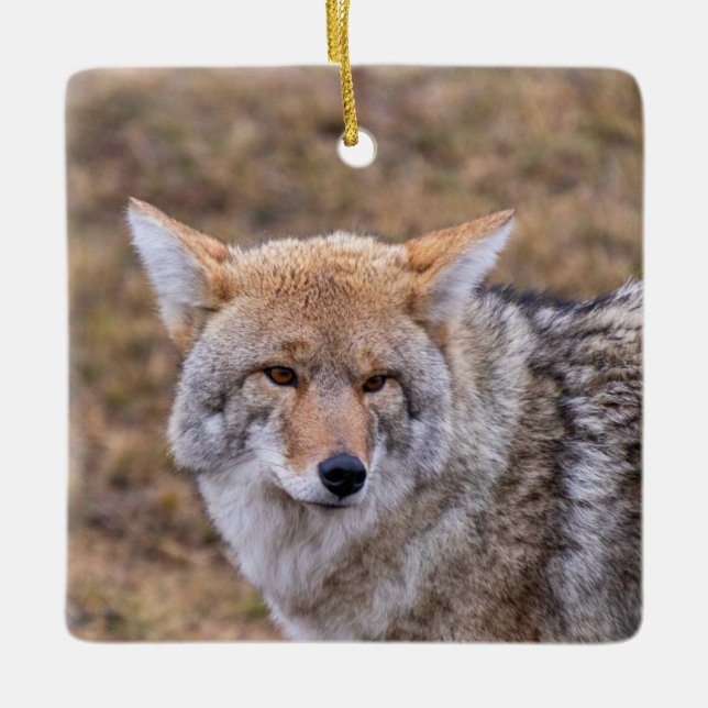 Cerâmica Ornamento de Cães Coyote (Frente)