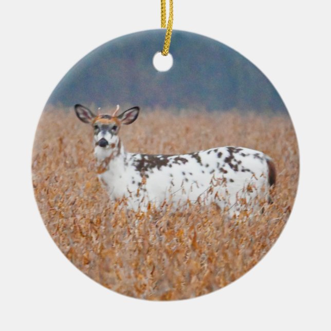 Cerâmica Ornamento de Foto de Cérebro Piebald (Frente)