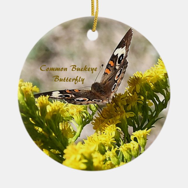 Cerâmica Ornamento de Fotografias com Borboleta Buckey Comu (Frente)